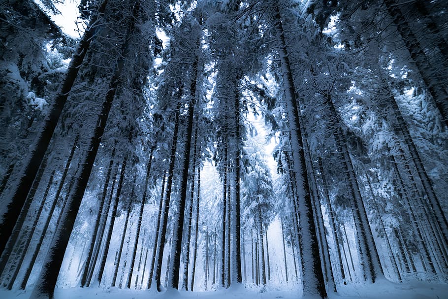 Trees With Snows, cold, environment, forest, frost, frosty, frozen, HD wallpaper