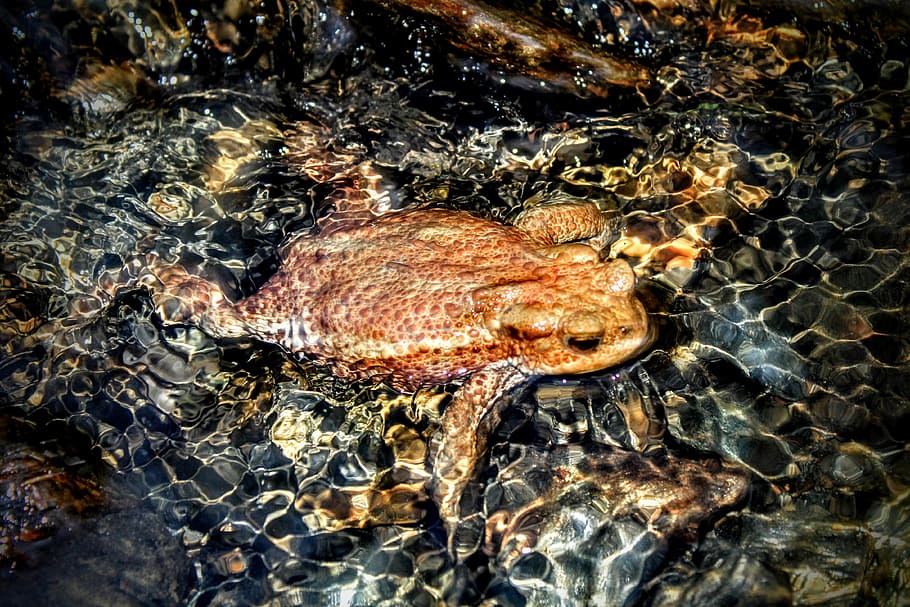 Frog, Water, Nature, one animal, animal wildlife, animal themes HD wallpaper