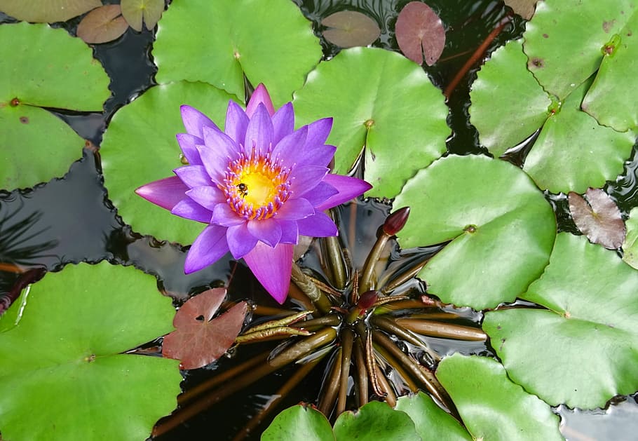 Lily, Flower, Blue Water Lily, neelkamal, nil-sapla, nymphaea nouchali, HD wallpaper