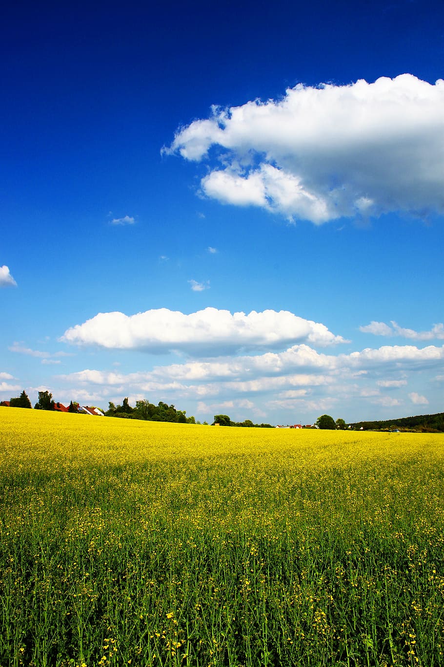 field of yellow petaled flower plants, spring, cloud, clouds HD wallpaper