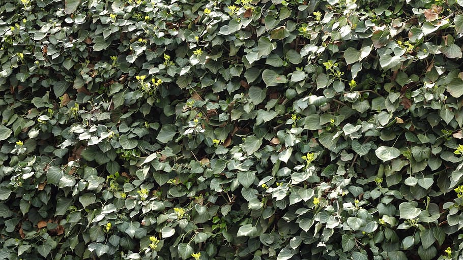 ivy, climber, leaf, green, nature, hedge, plant part, growth HD wallpaper