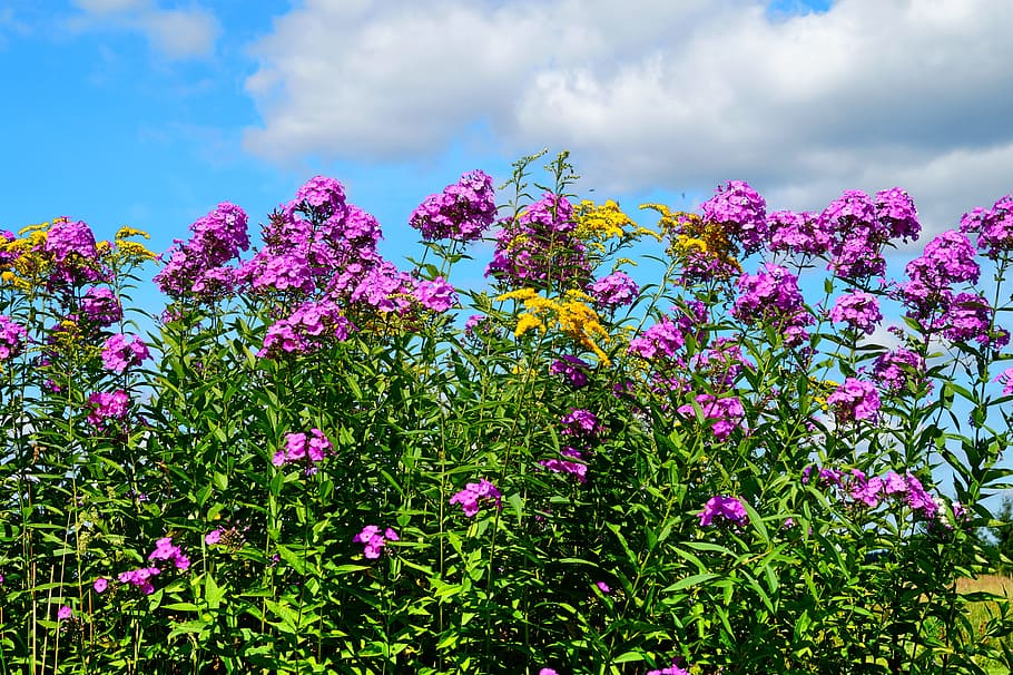 landscape, nature, sky, sunny, bloom, blooming, blossom, bright HD wallpaper