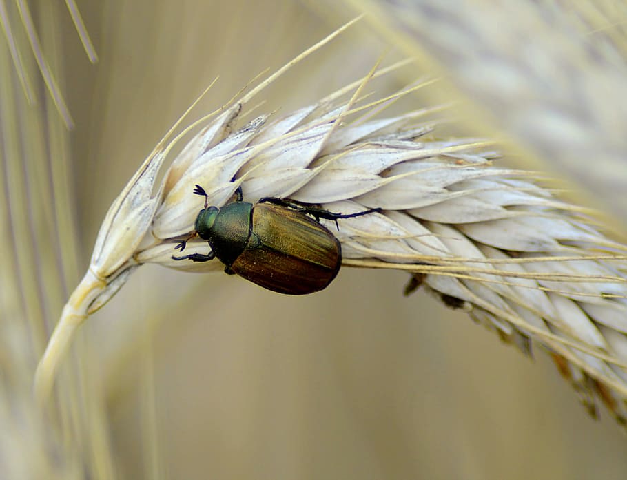 selective focus photography of brown and green beetle on beige wheat plant at daytime, HD wallpaper