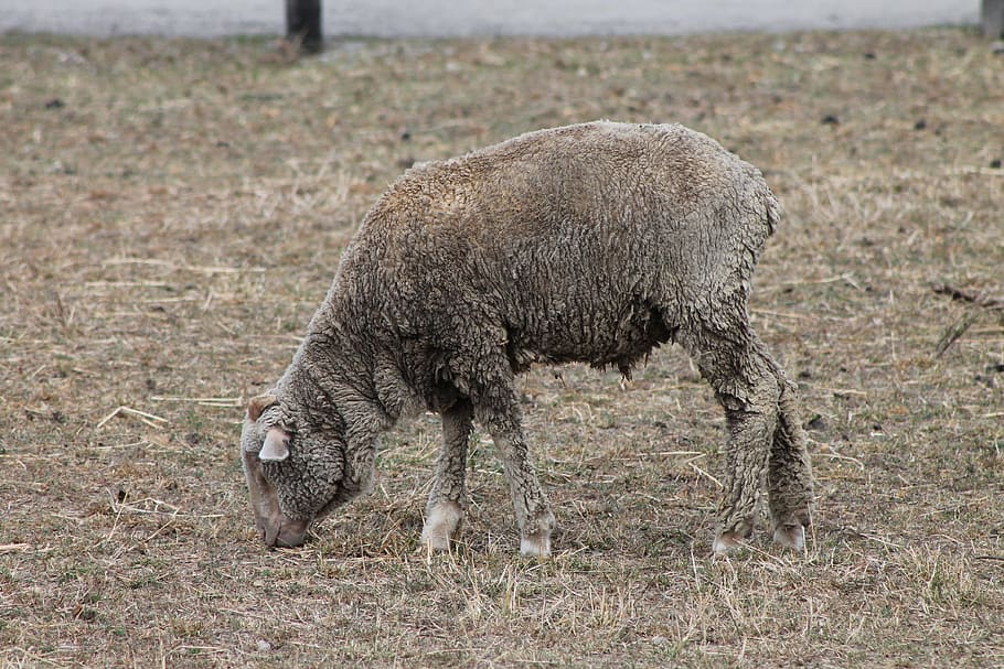 sheep, graze, farm, meadow, rural, grazing, livestock, animal HD wallpaper