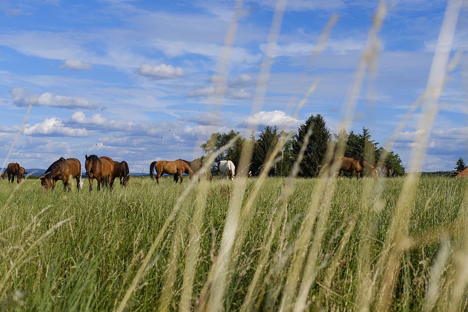 horse, gaul, pasture, coupling, animal, livestock, mammal, grass, HD wallpaper
