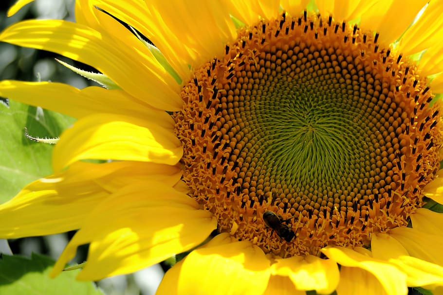 sun flower, yellow, bee, close, yellow flower, fragility, nature HD wallpaper