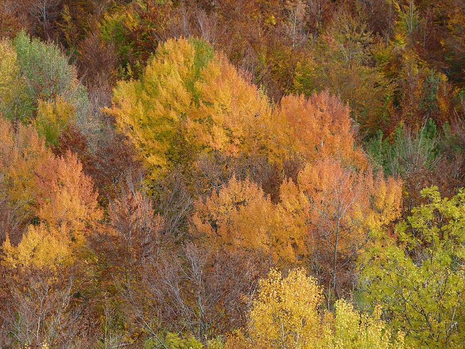 fall, foliage, nature, color, forest, colorful, shades, warm HD wallpaper