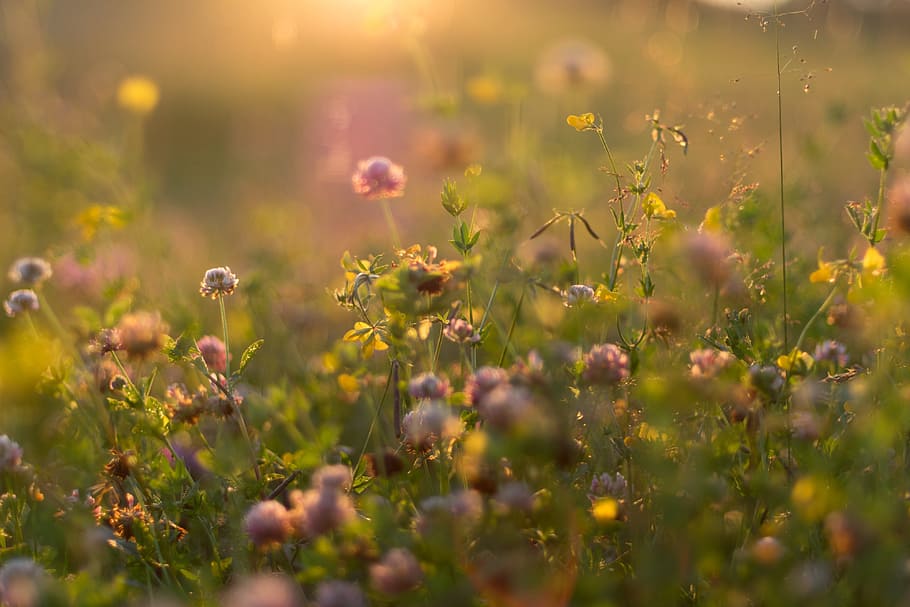 summer, flowers, sunset, grass, light, golden, 85mm, plant, HD wallpaper