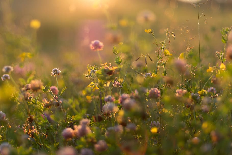 summer, flowers, sunset, grass, light, golden, 85mm, plant HD wallpaper