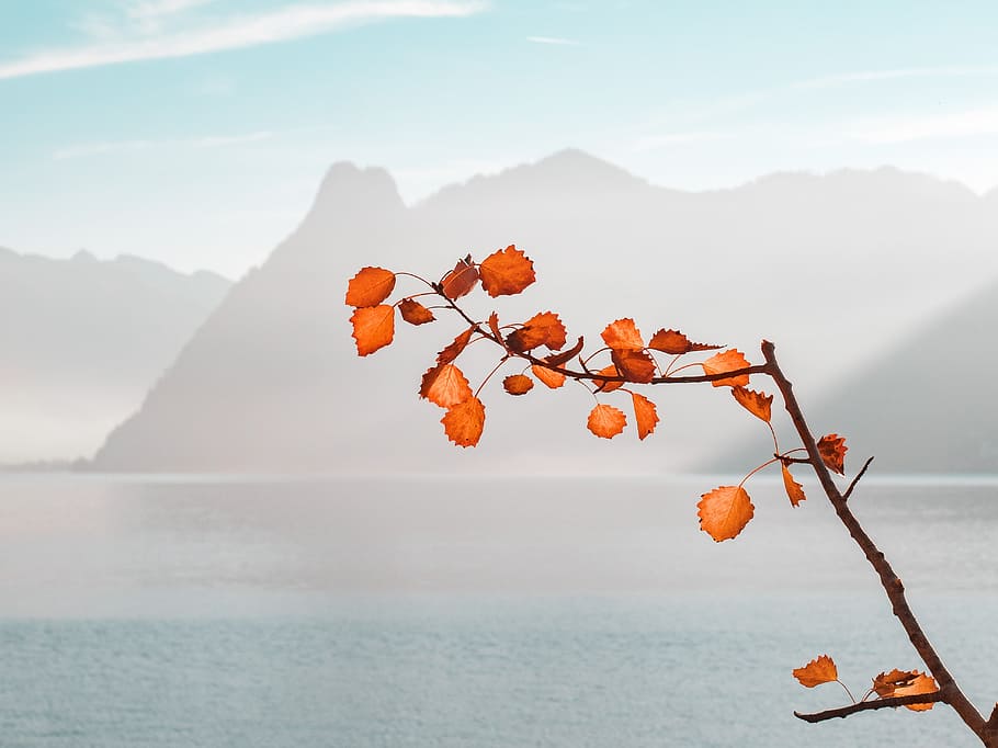 Orange Leaf Plant Near Sea and Mountains at Daytime, branch, clouds HD wallpaper