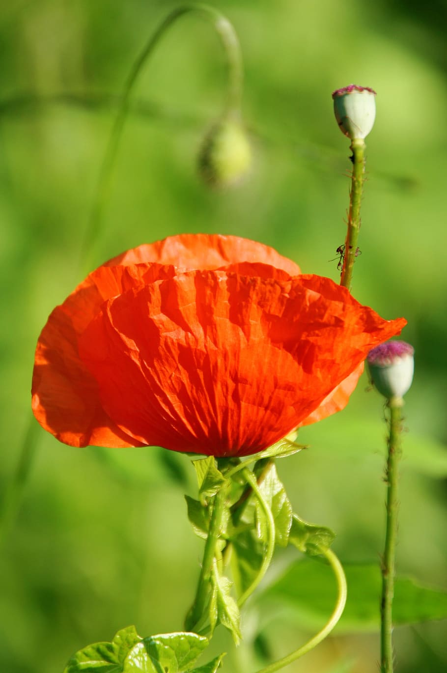 poppy, red, spring, nature, green, flowering plant, fragility HD wallpaper
