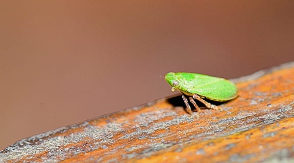 insect, sting, macro, strange insect, reproduction, weirdo HD wallpaper