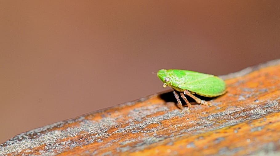 insect, sting, macro, strange insect, reproduction, weirdo HD wallpaper
