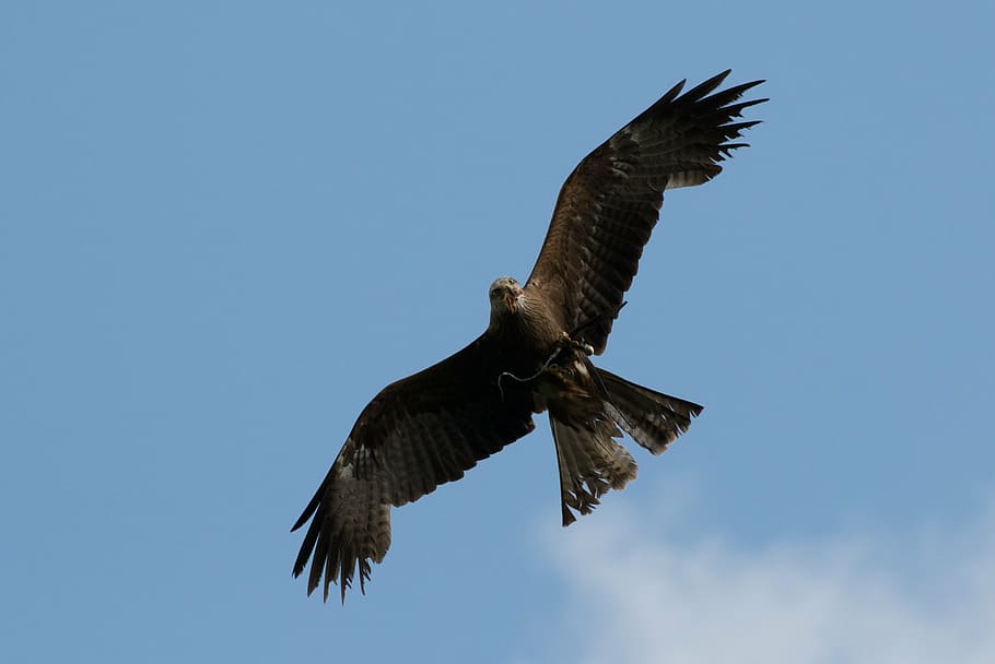 raptor, prey, milan, bird, bill, bird of prey, nature, animal HD wallpaper