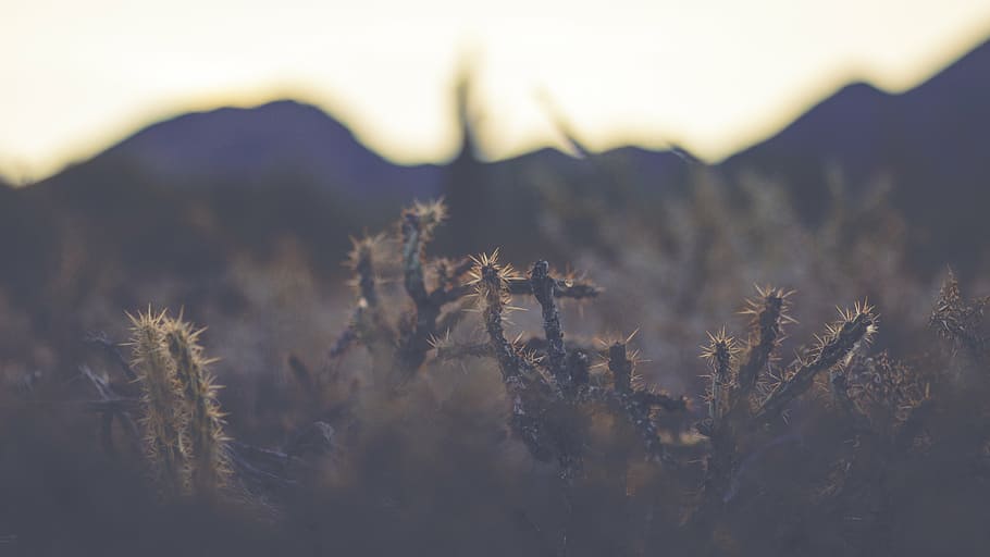 blur, closeup, field, flora, flower, landscape, natural, nature HD wallpaper