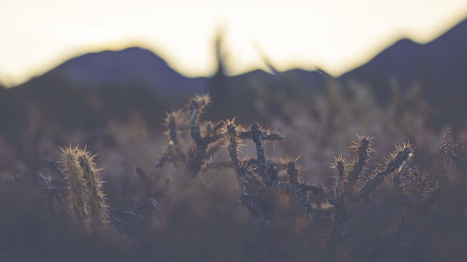 selective-focus photography of cactus, tilt shift lens photography of green plants HD wallpaper
