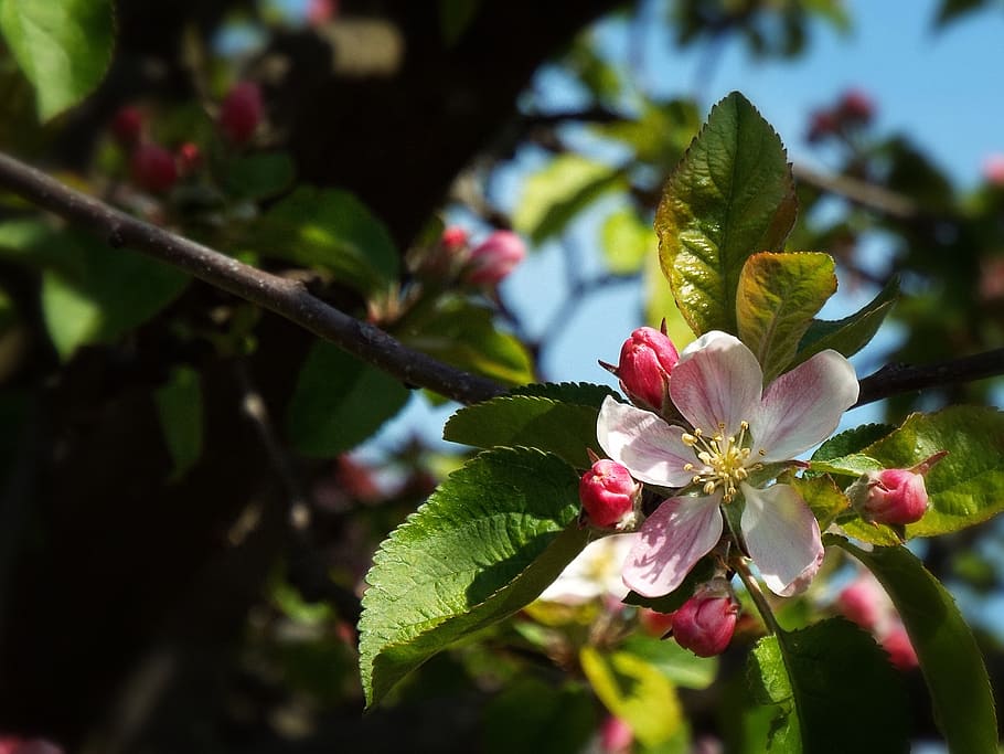 spring, tender, apple, tree, pink bloom, apple tree, flower HD wallpaper