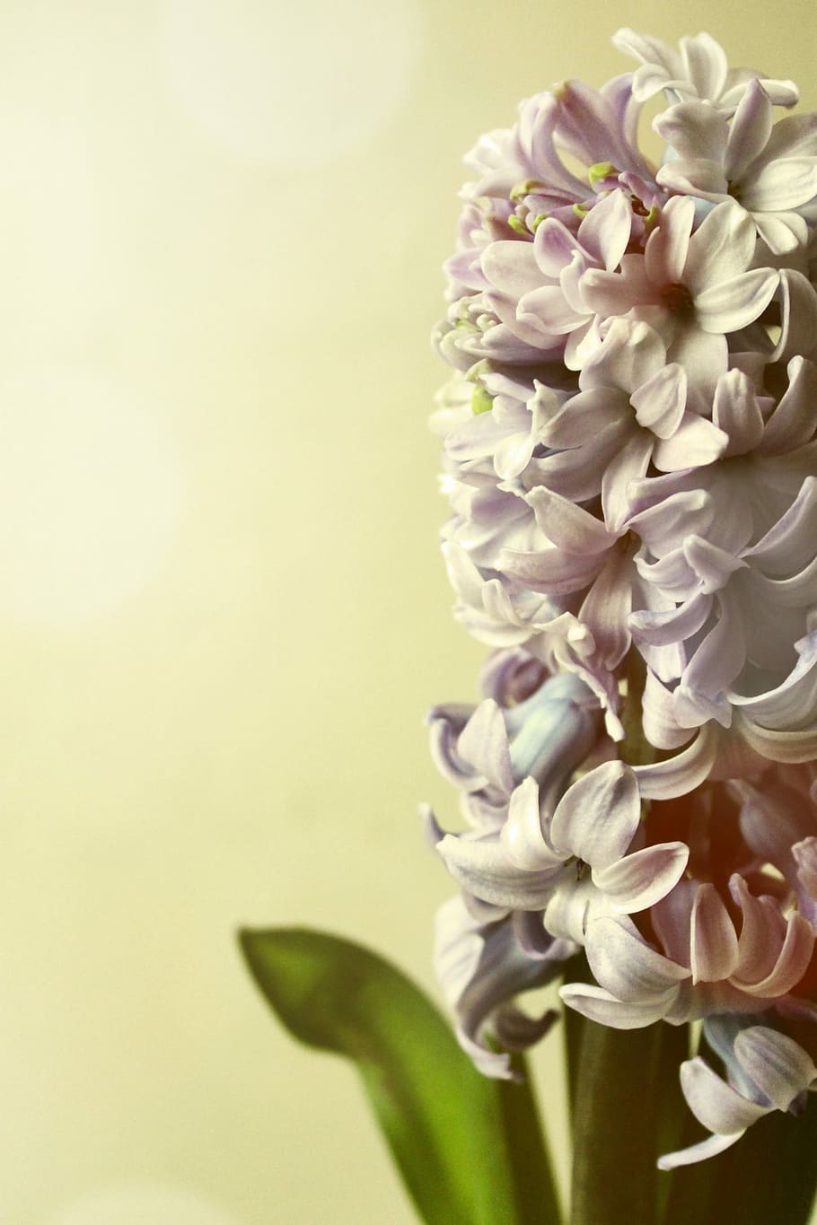 HD wallpaper: Hyacinth, Still Life, Peaceful, Plant, flower, flora, colors  | Wallpaper Flare