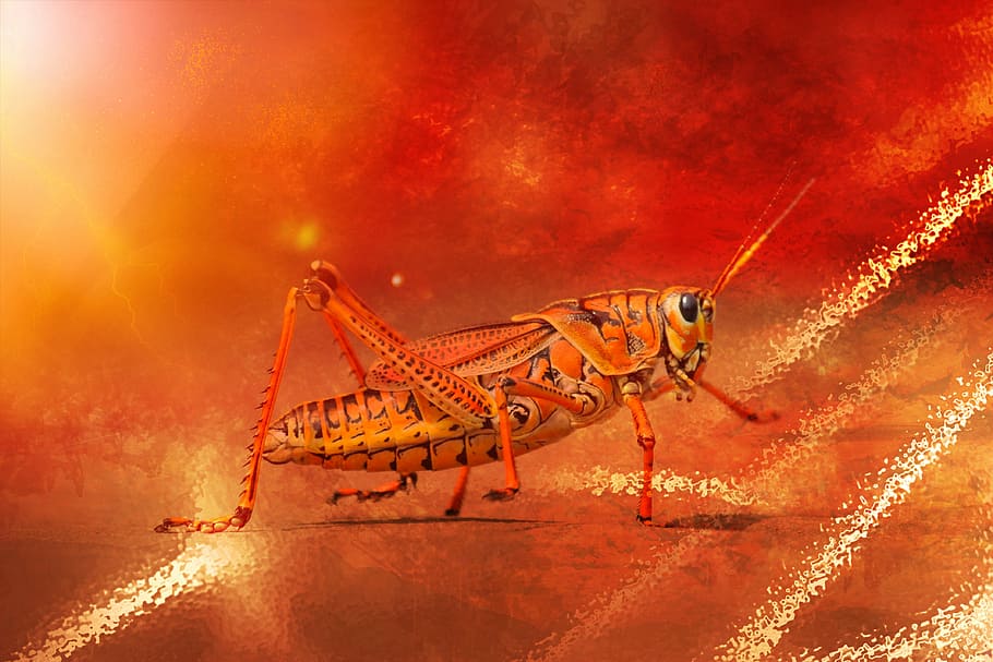 grasshopper, insect, animal, close, one animal, animal wildlife HD wallpaper
