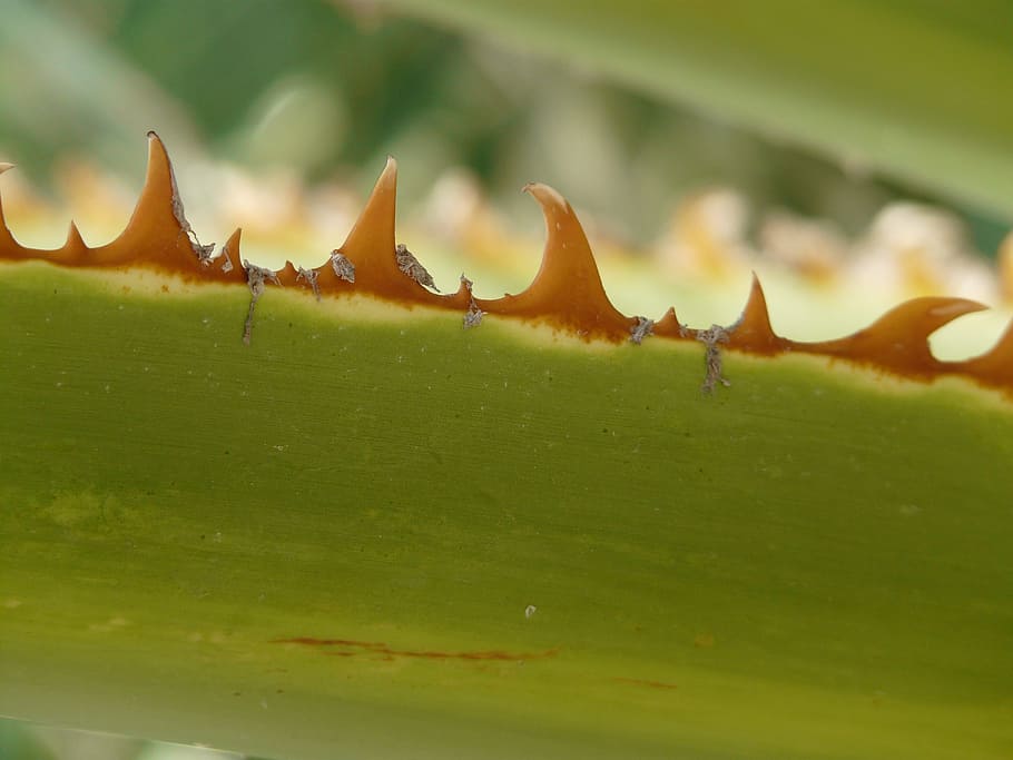 thorns, pink, leaf, orange brown, green, washingtonia filifera HD wallpaper