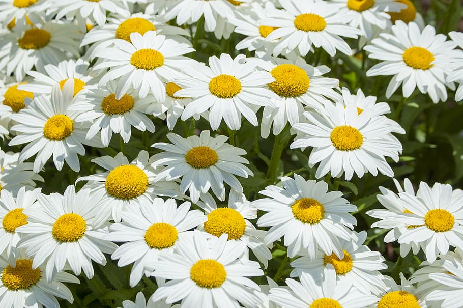 daisy, flower, white, blossom, spring, floral, garden, nature HD wallpaper
