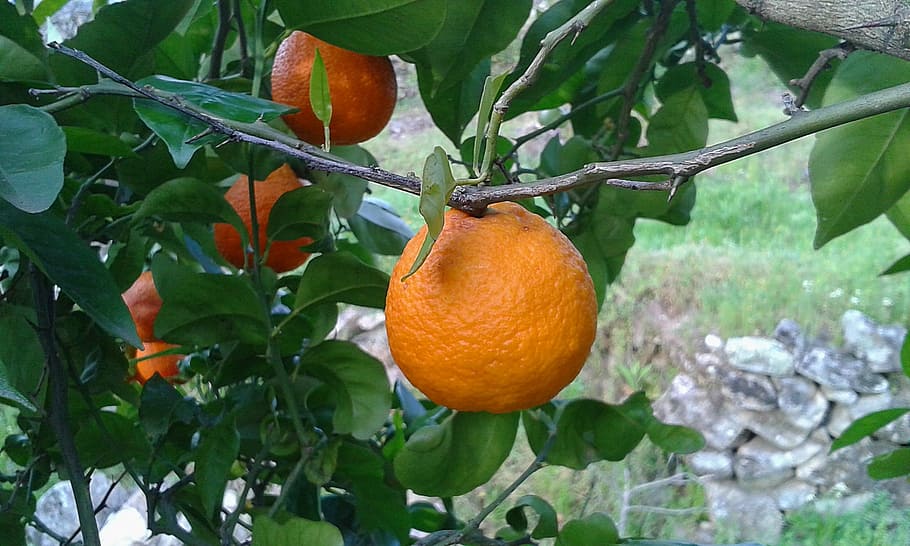 orange, naranjo, tree, fruit, citrus, citrus Fruit, food, freshness HD wallpaper
