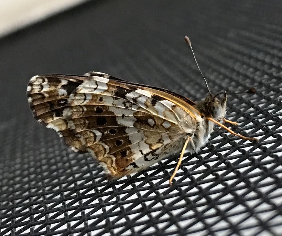small butterfly, antenna, tiny, insect, nature, invertebrate HD wallpaper