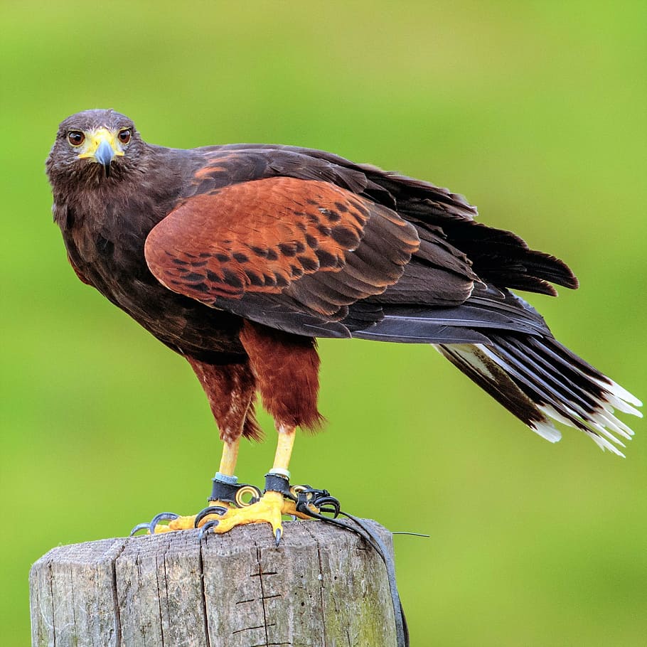 brown bird perched on brown wooden stand, harris, hawk, animal