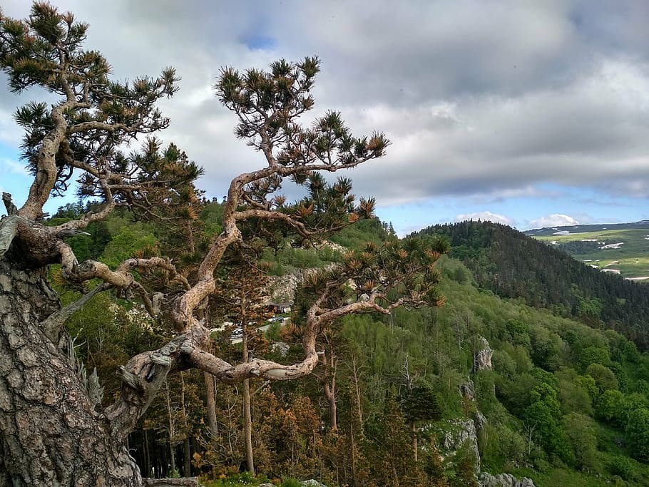 nature, sky, clouds, mountains, rocks, tree, canyon, krone HD wallpaper