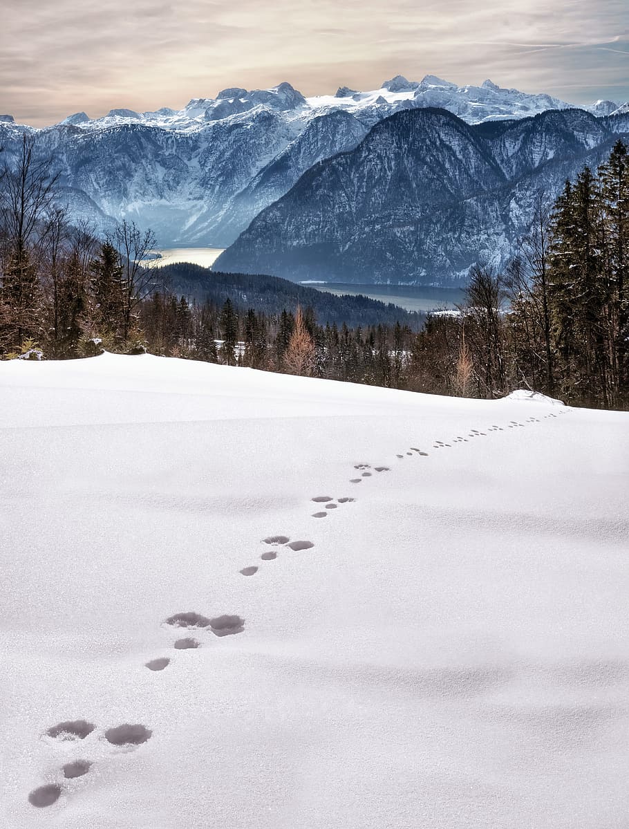Animal Foot Prints on Snow Near Mountain at Daytime, adventure HD wallpaper