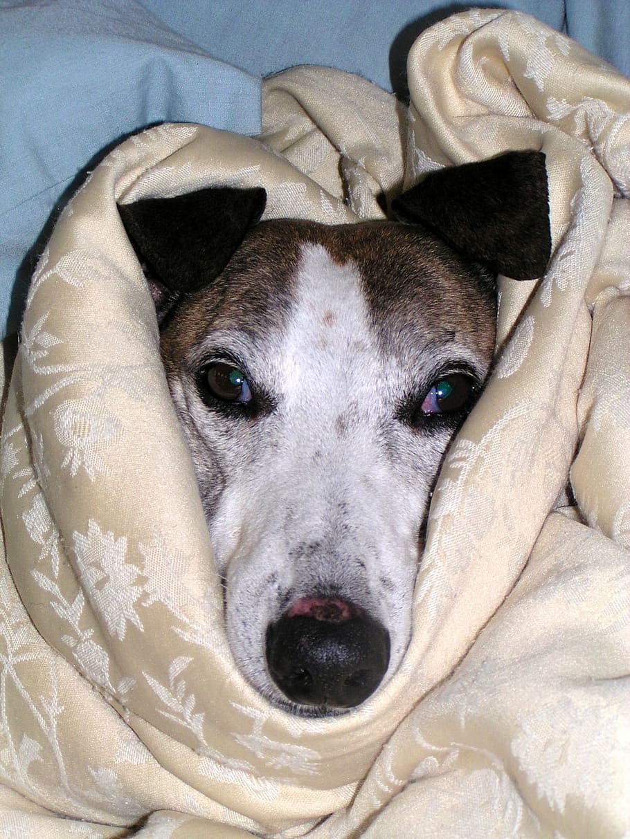 greyhound covered with blanket, pet, cute, wrapped, sad, doggy HD wallpaper