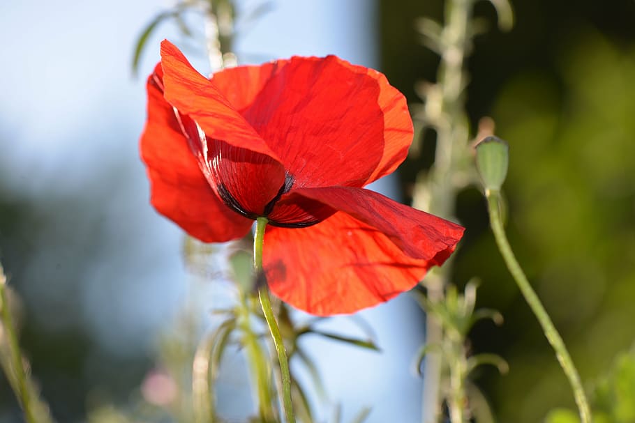 poppy, red, flower, spring, garden, field, nature, herbs, flowering plant HD wallpaper