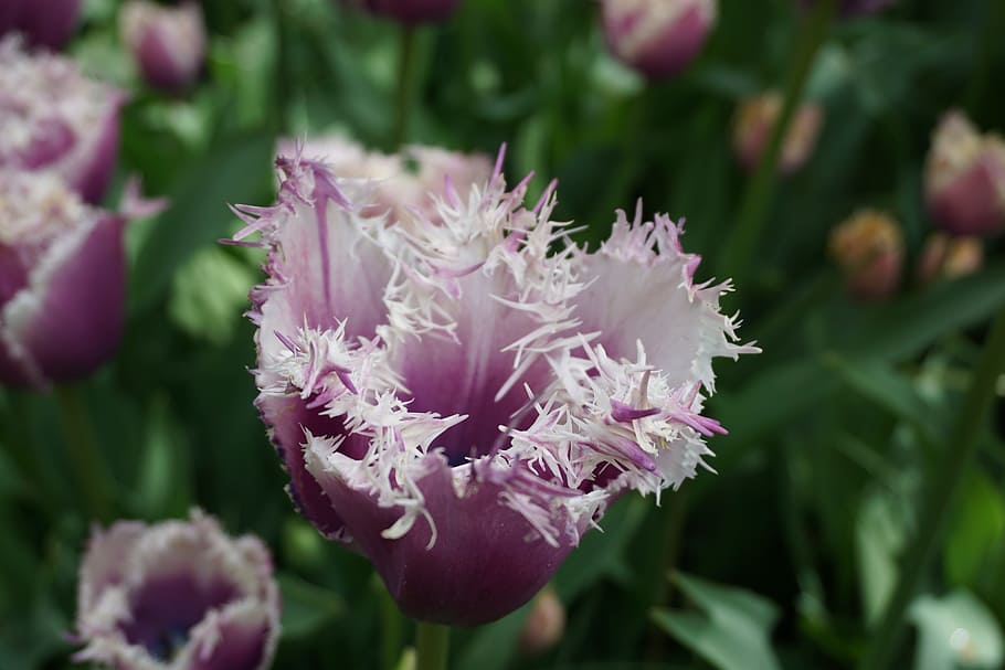 tulip, purple, spring, flower, flowering plant, beauty in nature HD wallpaper