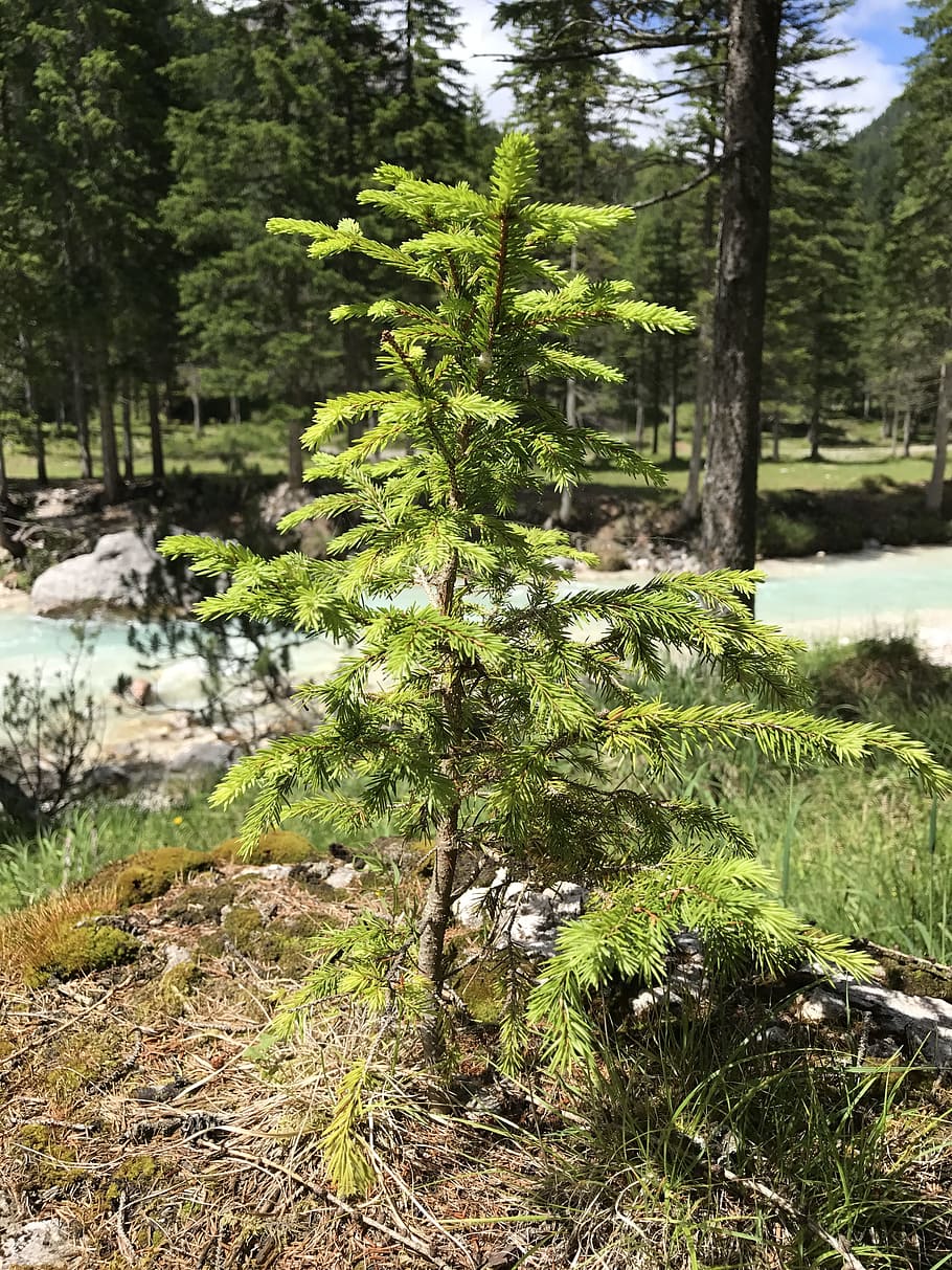 Small, Pine Tree, small tree, the small pine tree, forest, nature HD wallpaper