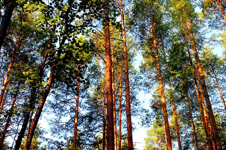 Forest, Pine, Coniferous Tree, tree trunks, summer, nature HD wallpaper