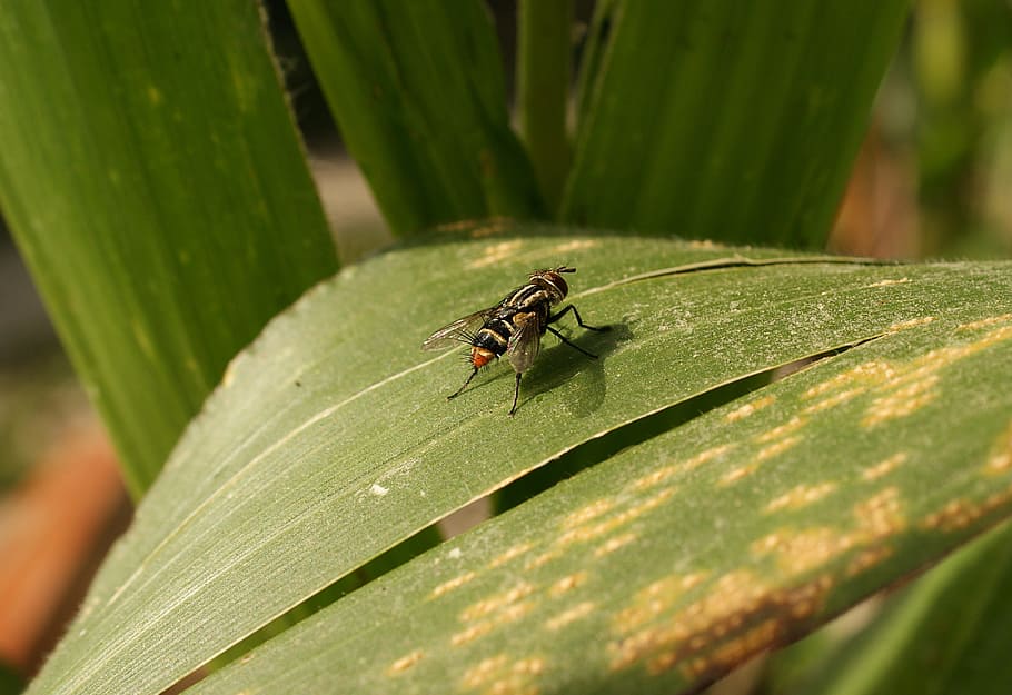 insects, nature, fly, macro, animal wildlife, animal themes HD wallpaper