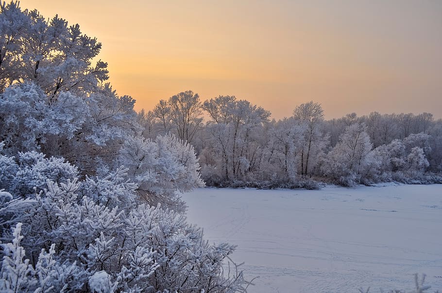 snowy tree during sunset, trees, winter, christmas, branches HD wallpaper