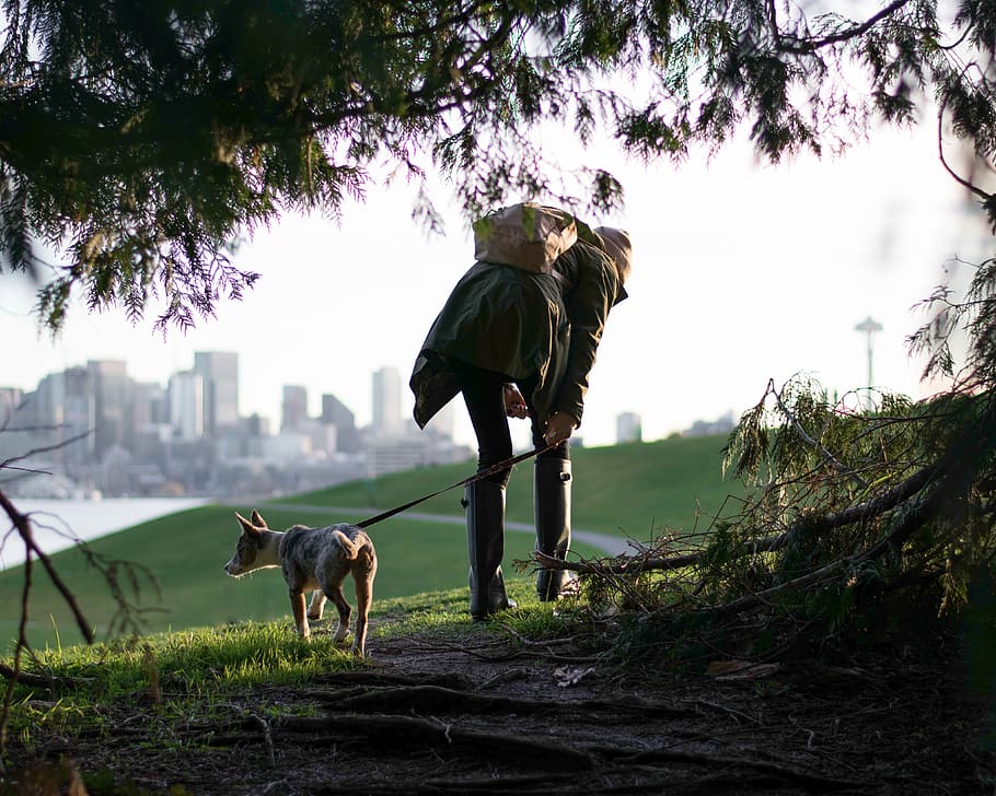 dog, pet, tree, grass, walking, leash, garden, nature, northwest HD wallpaper