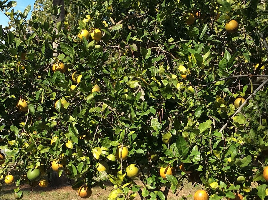 Oranges, Trees, Fruits, Greenery, branches, leaves, leafy, stems HD wallpaper