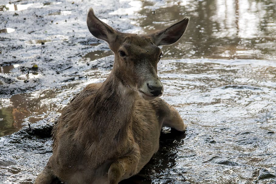 hot-summer-animal-the-doe-is-struggling-with-insects.jpg