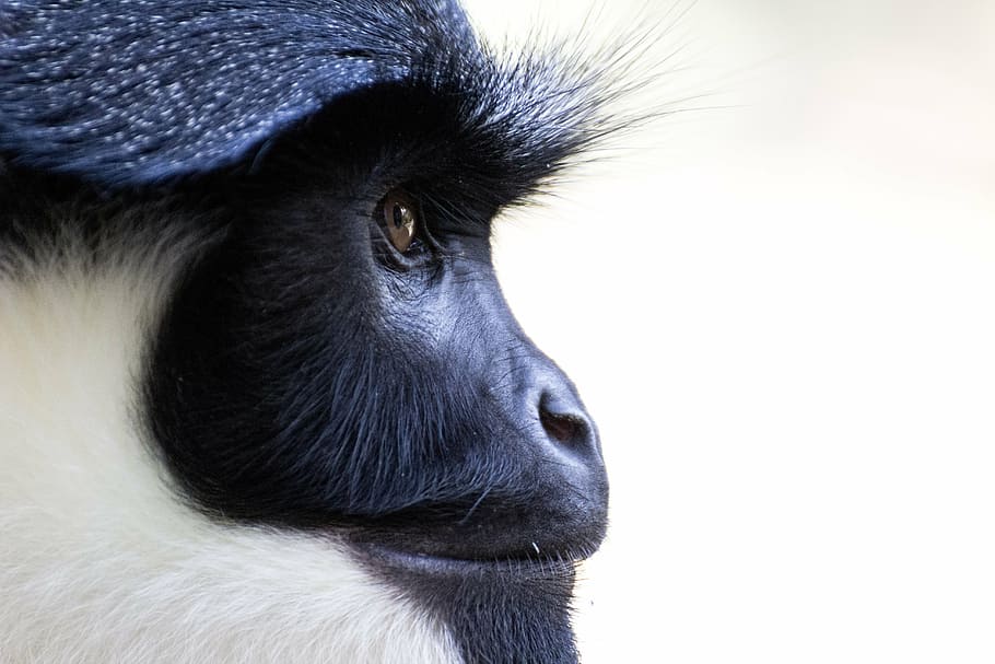 white and black monkey, old world monkey, zoo, tiergarten, primates HD wallpaper