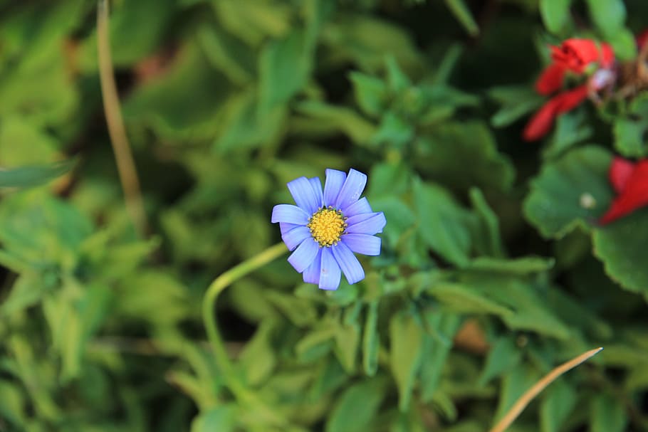 flower, blossom, bloom, blue, nature, plant, close, summer flower HD wallpaper