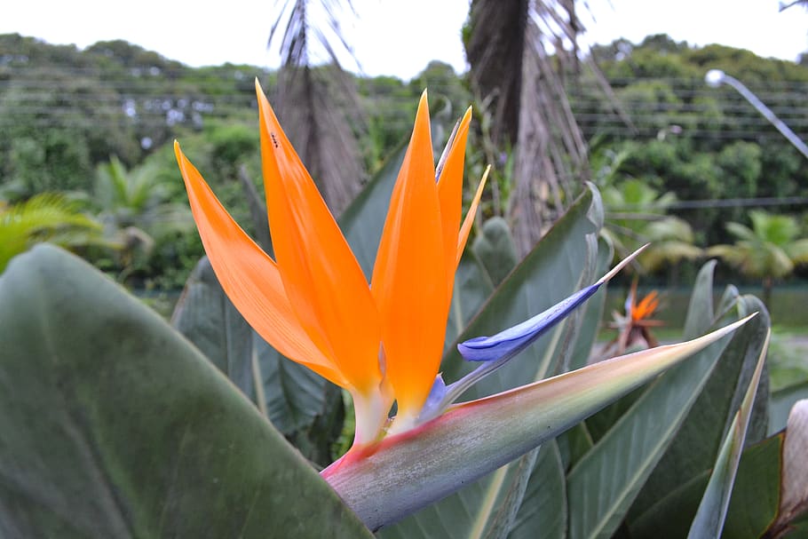 flower, nature, plant, flowering plant, petal, beauty in nature HD wallpaper