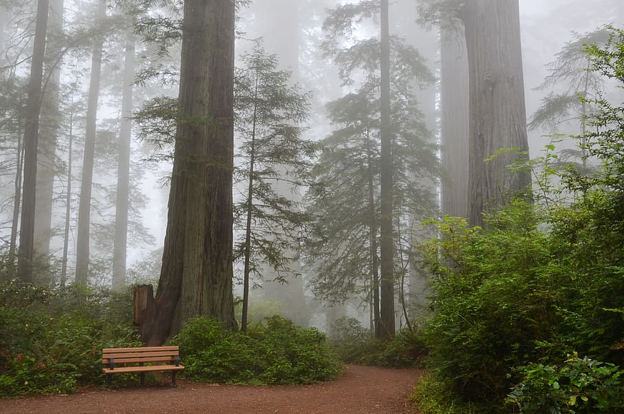 beige bench in forest with fogs at daytime, usa, america, california, HD wallpaper