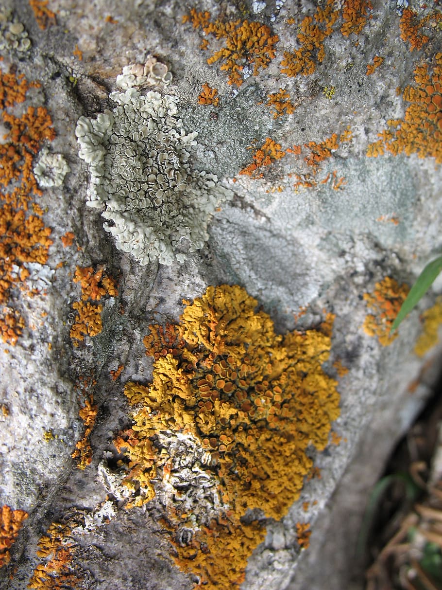 stone, background, grey, orange, green, yellow, golden, texture HD wallpaper