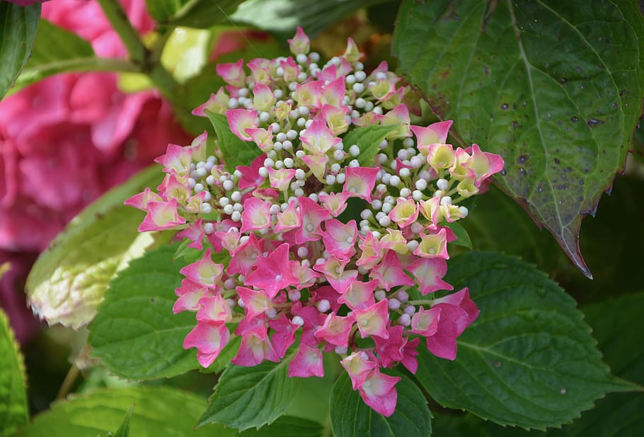 hydrangea, flowers, small, bowls, garden, plant, pink, brittany HD wallpaper