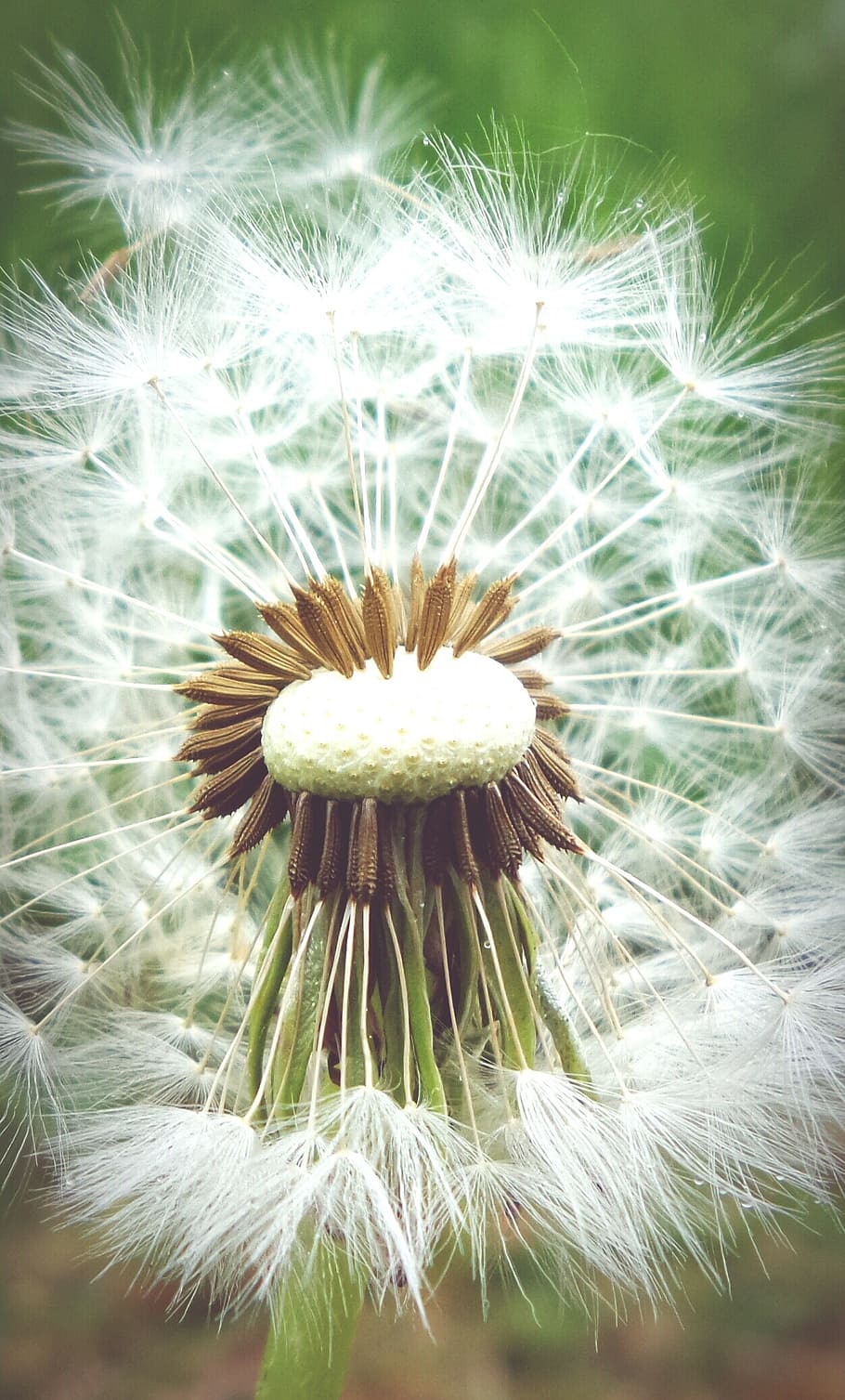 dandelion, summer, pointed flower, roadside, buttercup, garden HD wallpaper