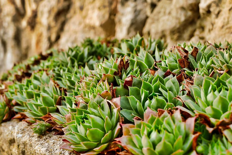 nature, plant, leaf, dry, food, close, flower, summer, botanical HD wallpaper