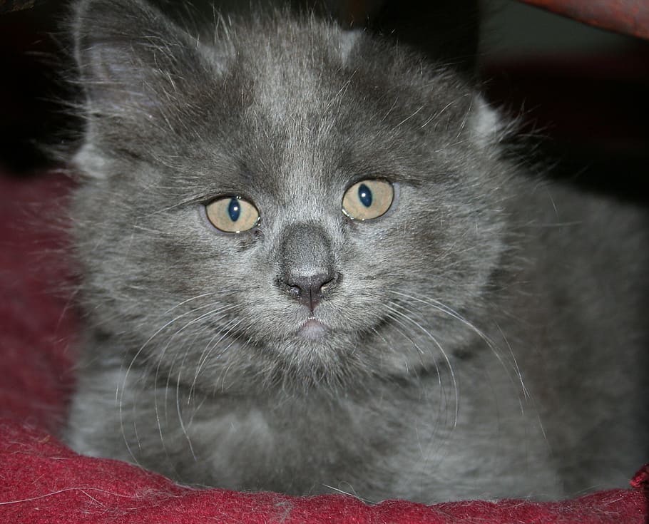 cat, kitten, face, grey, fluffy, cute, pet, animal, mammal HD wallpaper