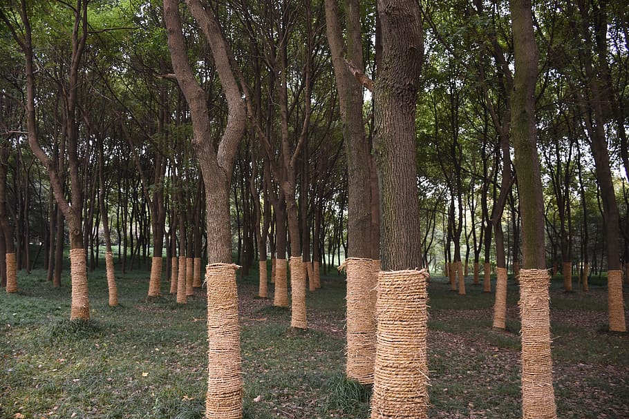 hefei, city, park, tree, plant, nature, no people, day, forest HD wallpaper
